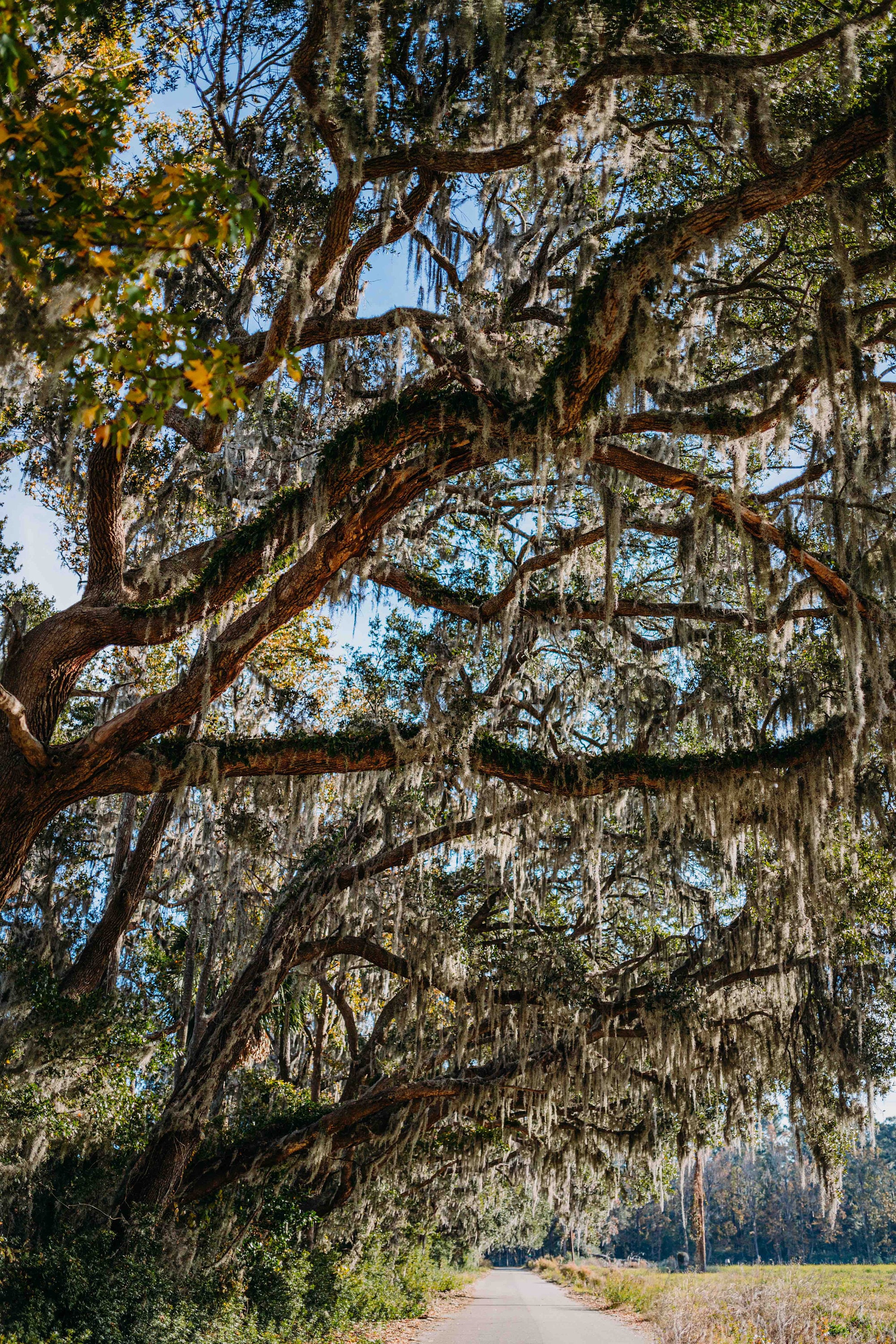 Edisto Beach