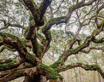 Angel Oak Tree in Charleston, SC