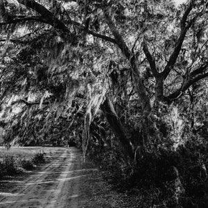 Spanish Moss on Live Oaks on an Edisto Island Backroad