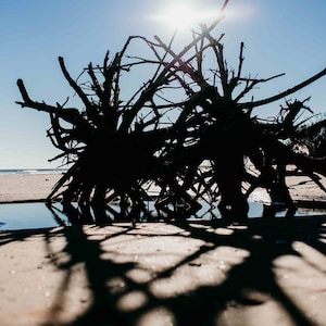 Botany Bay Beach, SC Tree Skeleton