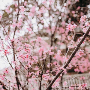 Cherry Blossoms in Charleston, SC