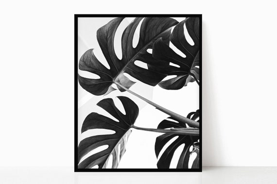 philodendron mccolley's Philodendron 'McColley's Finale' – ARIUM BOTANICALS main image 0