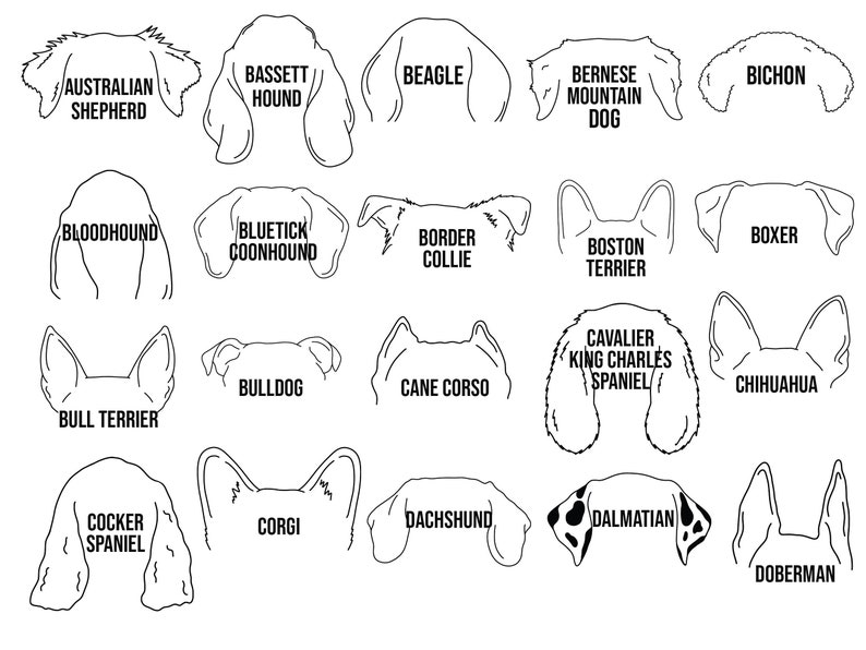 May include: Black and white line art illustrations of different dog breeds, including Australian Shepherd, Bassett Hound, Beagle, Bernese Mountain Dog, Bichon, Bloodhound, Bluetick Coonhound, Border Collie, Boxer, Boston Terrier, Bulldog, Cane Corso, Cavalier King Charles Spaniel, Chihuahua, Cocker Spaniel, Corgi, Dachshund, Dalmatian, and Doberman.