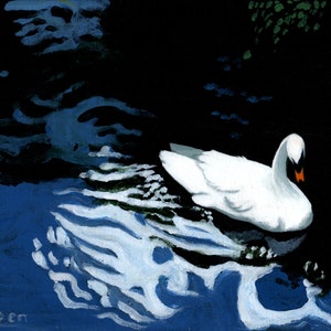 Swan Reflections