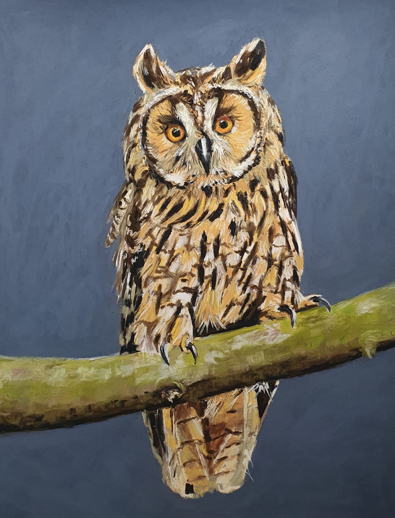 Original pastel drawing of long-eared owl