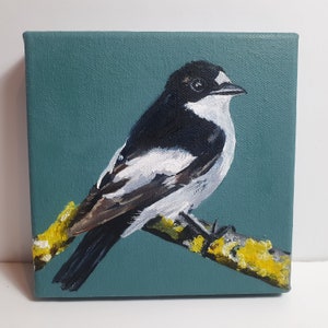 Original oil painting of pied flycatcher 15cm sq