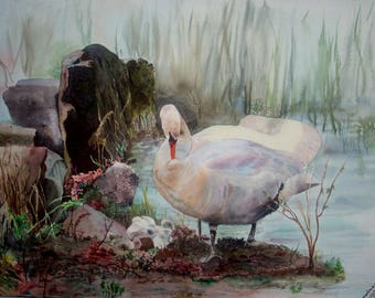Swans nesting - Birds Original fineartwork