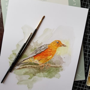 Orange headed thrush - watercolor painting| Birds wall art | A4