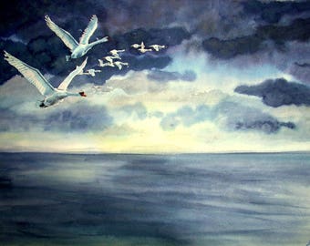 La migración - Cisnes