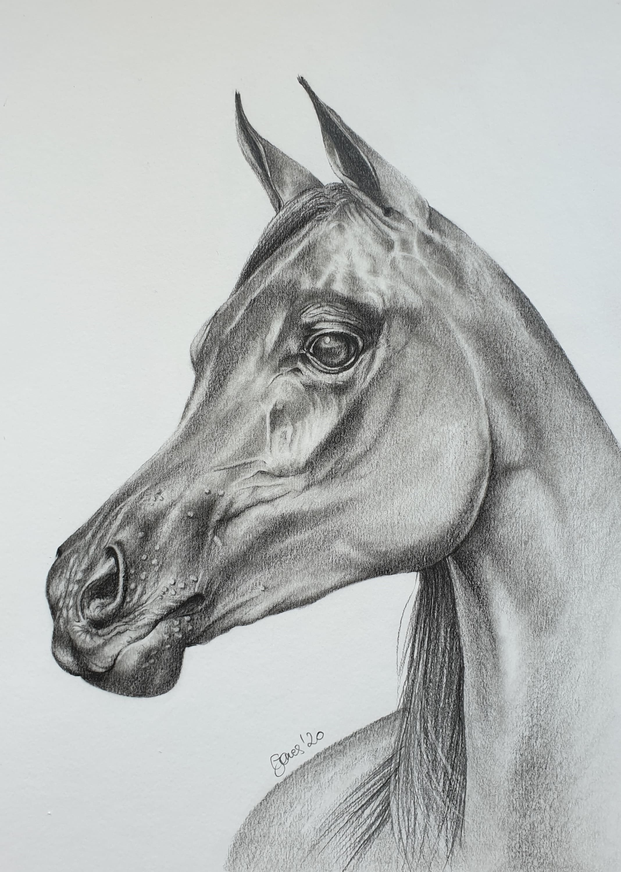 Arabian Horse Original Horse Drawing in Graphite Pencils Etsy