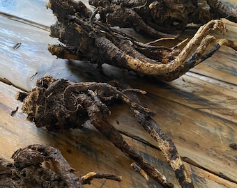 Osha Root (Ligusticum porteri) ~ Sustainably Wildharvested