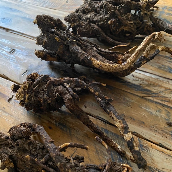 Osha Root (Ligusticum porteri) ~ Sustainably Wildharvested