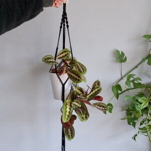 May include: A black macrame plant hanger with a white pot and a green and red plant hanging from it.