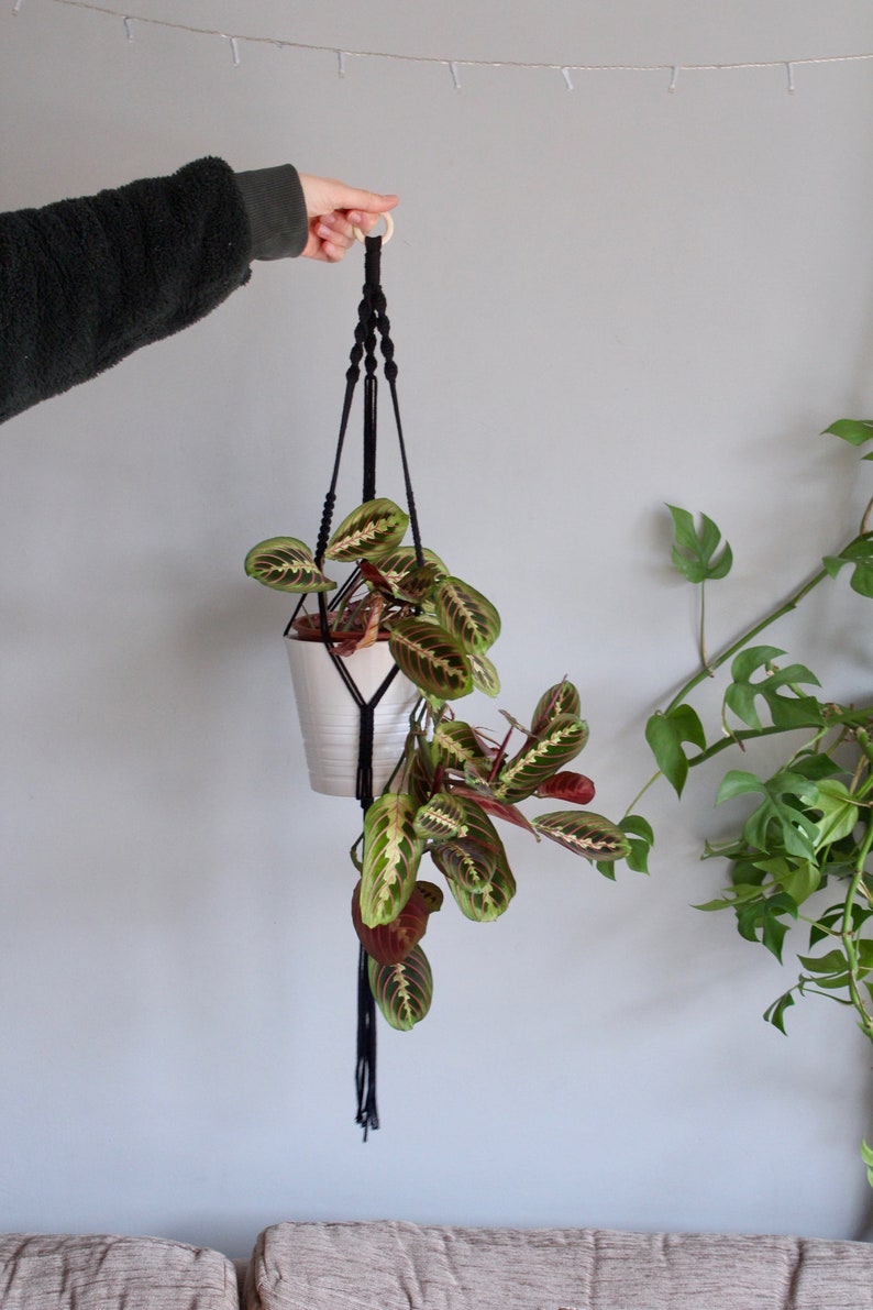 May include: A black macrame plant hanger with a white pot and a green and red plant hanging from it.