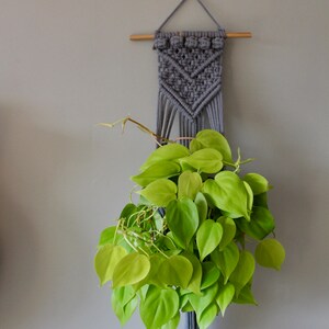 May include: A gray macrame plant hanger with a wooden dowel and a light green plant with heart-shaped leaves.