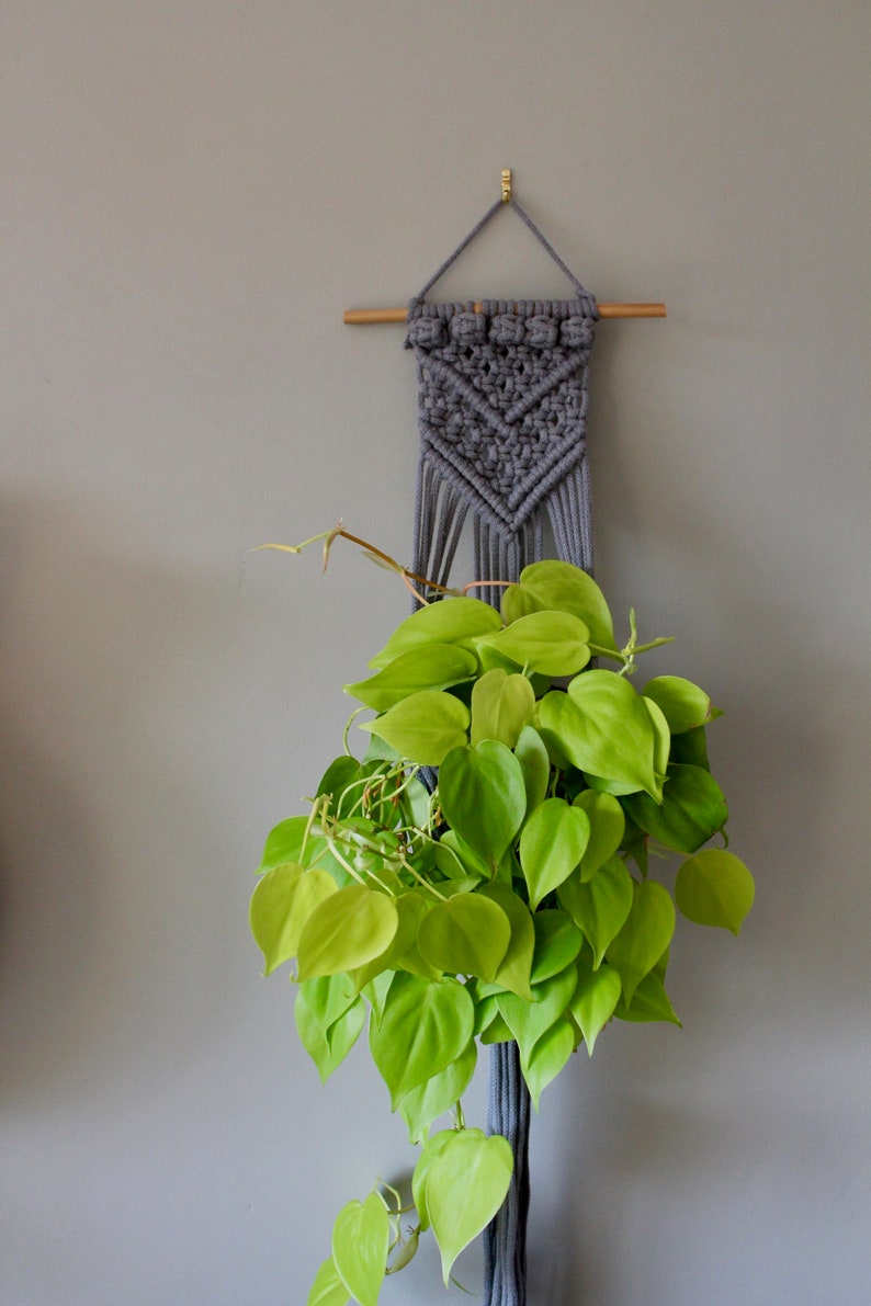 May include: A gray macrame plant hanger with a wooden dowel and a light green plant with heart-shaped leaves.