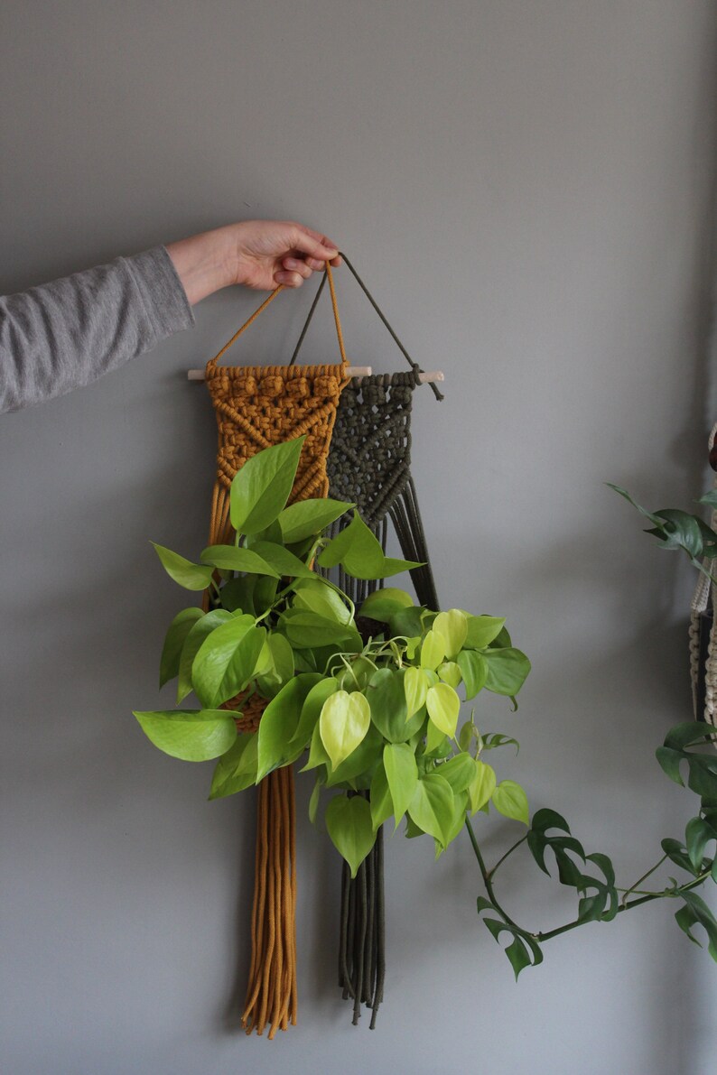 May include: Two macrame plant hangers, one mustard yellow and one dark green, hanging from a wooden dowel. A potted plant with green leaves hangs from the hangers.