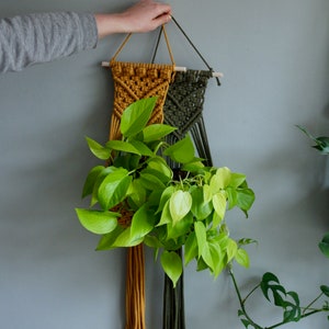 May include: Two macrame plant hangers, one mustard yellow and one dark green, hang on a gray wall. A potted plant with green leaves hangs from the hangers.