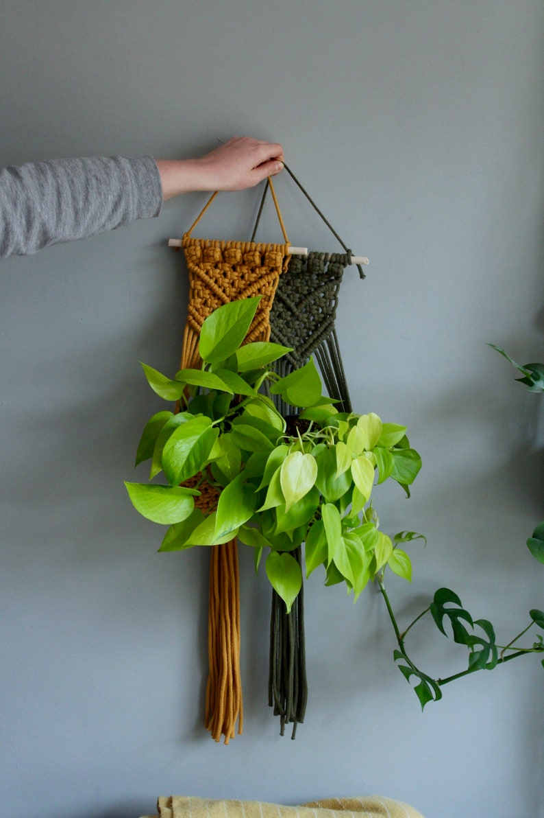 May include: Two macrame plant hangers, one mustard yellow and one dark green, hang on a gray wall. A potted plant with green leaves hangs from the hangers.