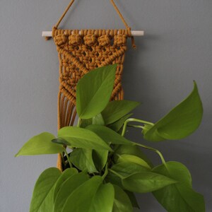 May include: A macrame plant hanger with a wooden dowel and a yellow cord. A green plant is hanging in the macrame.