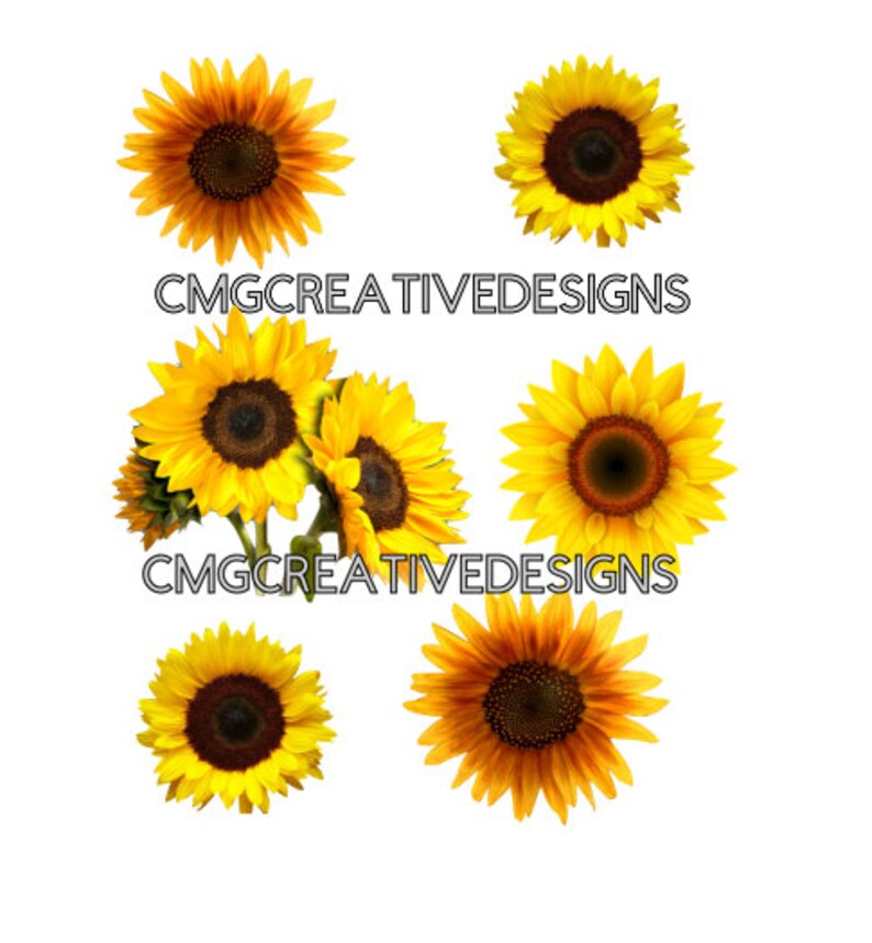 Free Free 241 Sunflower Waterslide Svg SVG PNG EPS DXF File