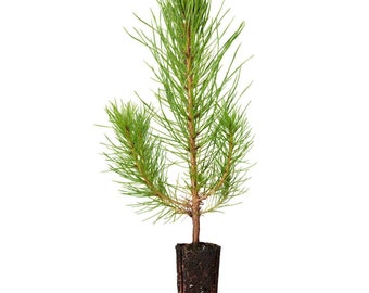 100 Loblolly Pine Tree Seedling Plugs-16 inches tall/fast growing/easy to plant