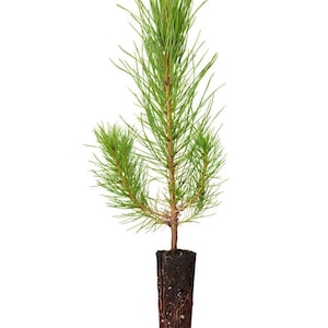 May include: A small pine tree seedling with green needles and a brown root ball in a black plastic container.