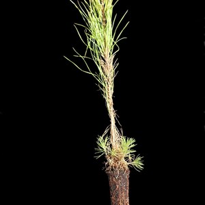 150 Loblolly Pine Tree Seedling Plugs-16 inches tall/fast growing/easy to plant image 5