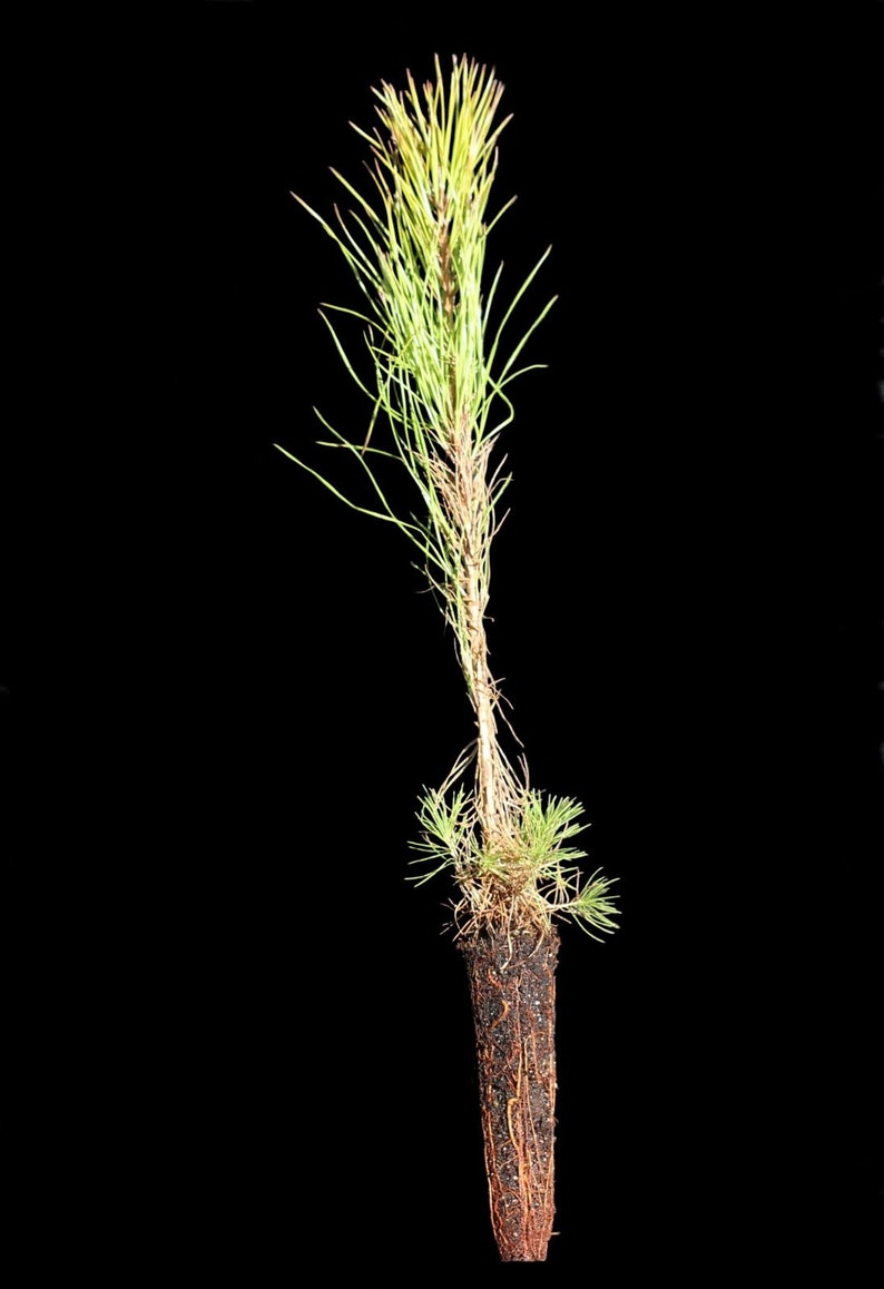 150 Loblolly Pine Tree Seedling Plugs-16 inches tall/fast growing/easy to plant image 5