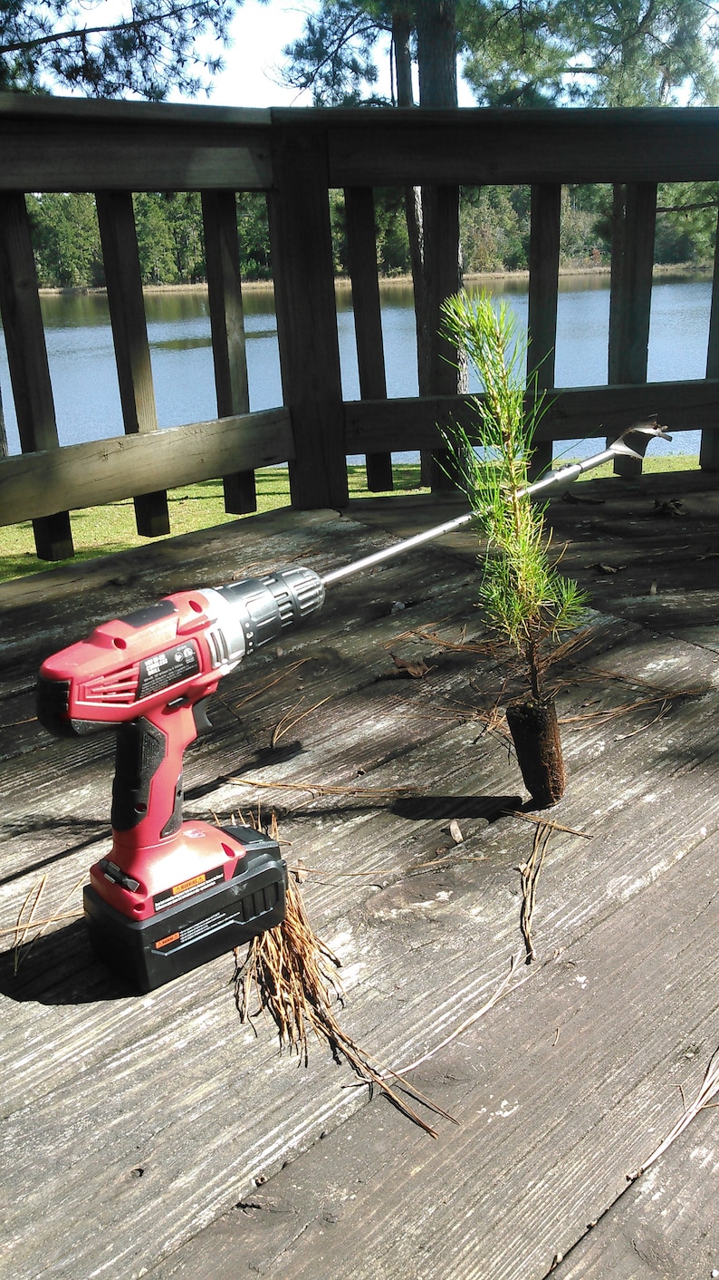 150 Loblolly Pine Tree Seedling Plugs-16 inches tall/fast growing/easy to plant image 4