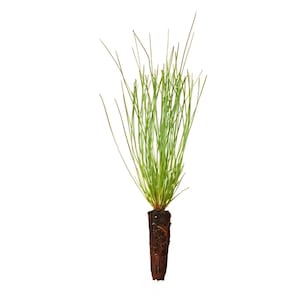 May include: A close-up of a small plant with long, thin, green leaves. The plant's roots are visible, encased in a dark brown, soil-like material. The plant is set against a plain white background.