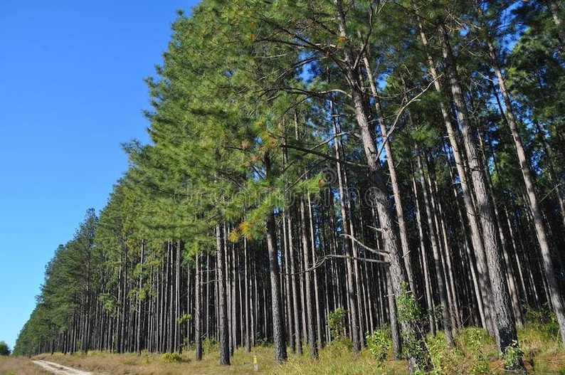 150 Loblolly Pine Tree Seedling Plugs-16 inches tall/fast growing/easy to plant image 10