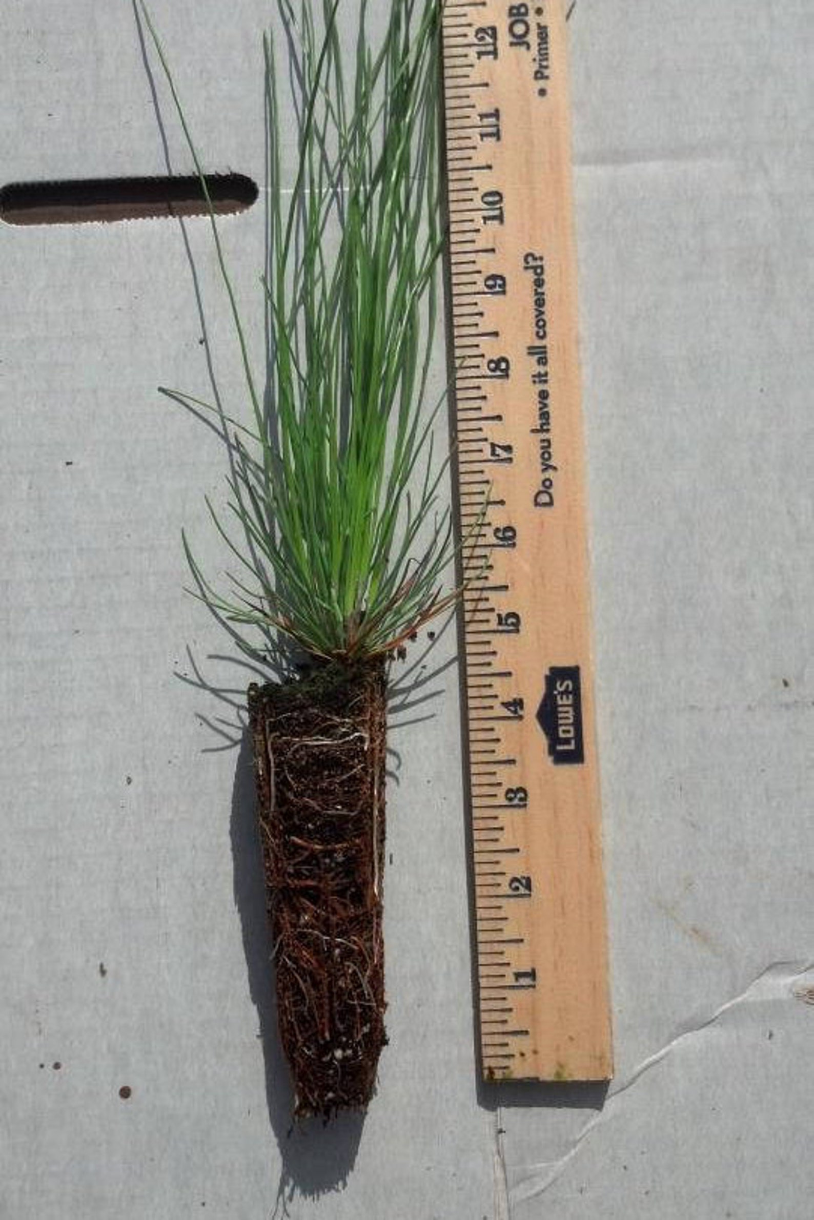 100 Long Leaf Pine Tree Seedling Plugs15 Inches Tall/fast Etsy