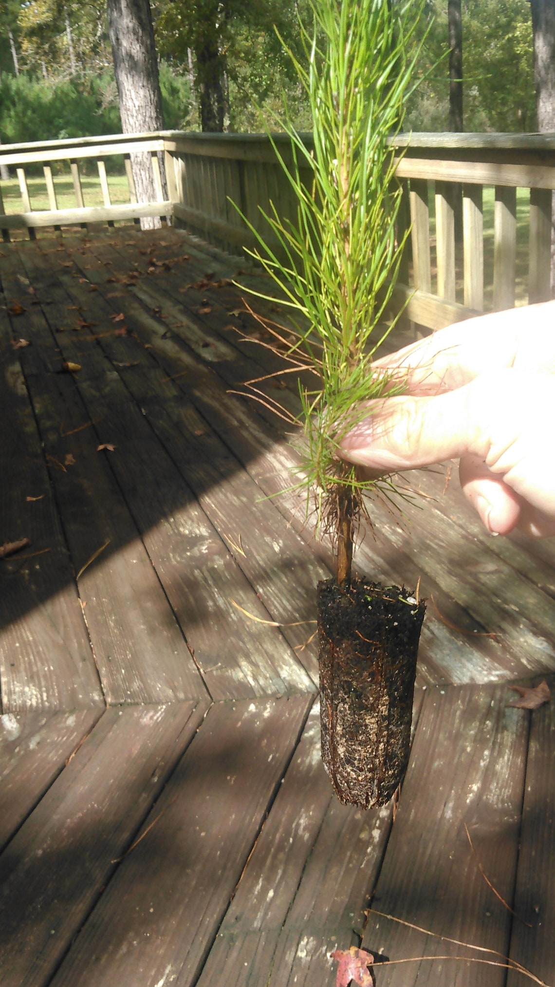 40 Loblolly Pine Tree Seedling Plugs16 inches tall/fast Etsy