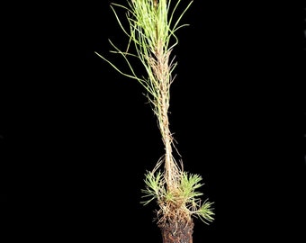 3 Loblolly Pine Tree Seedling Plugs/ 3 tree protectors/ one planting auger