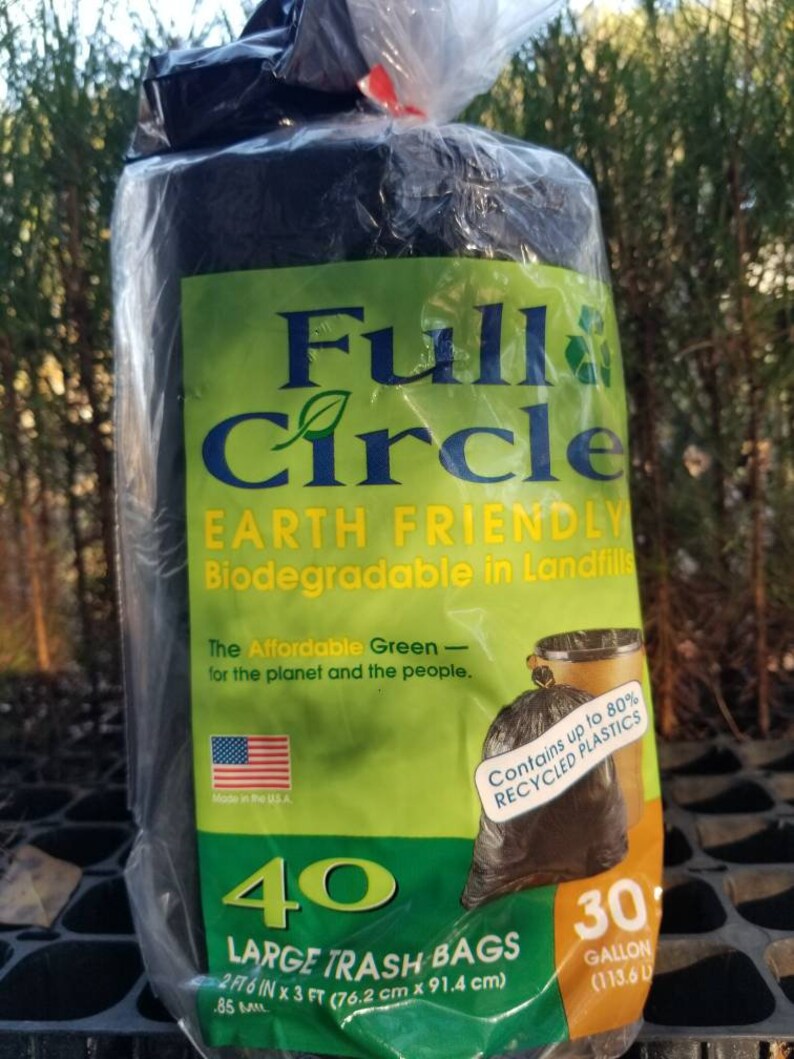 40 Loblolly Pine Tree Seedling Plugs16 inches tall/fast Etsy