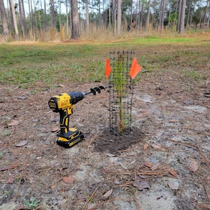 150 Loblolly Pine Tree Seedling Plugs-16 inches tall/fast growing/easy to plant image 9