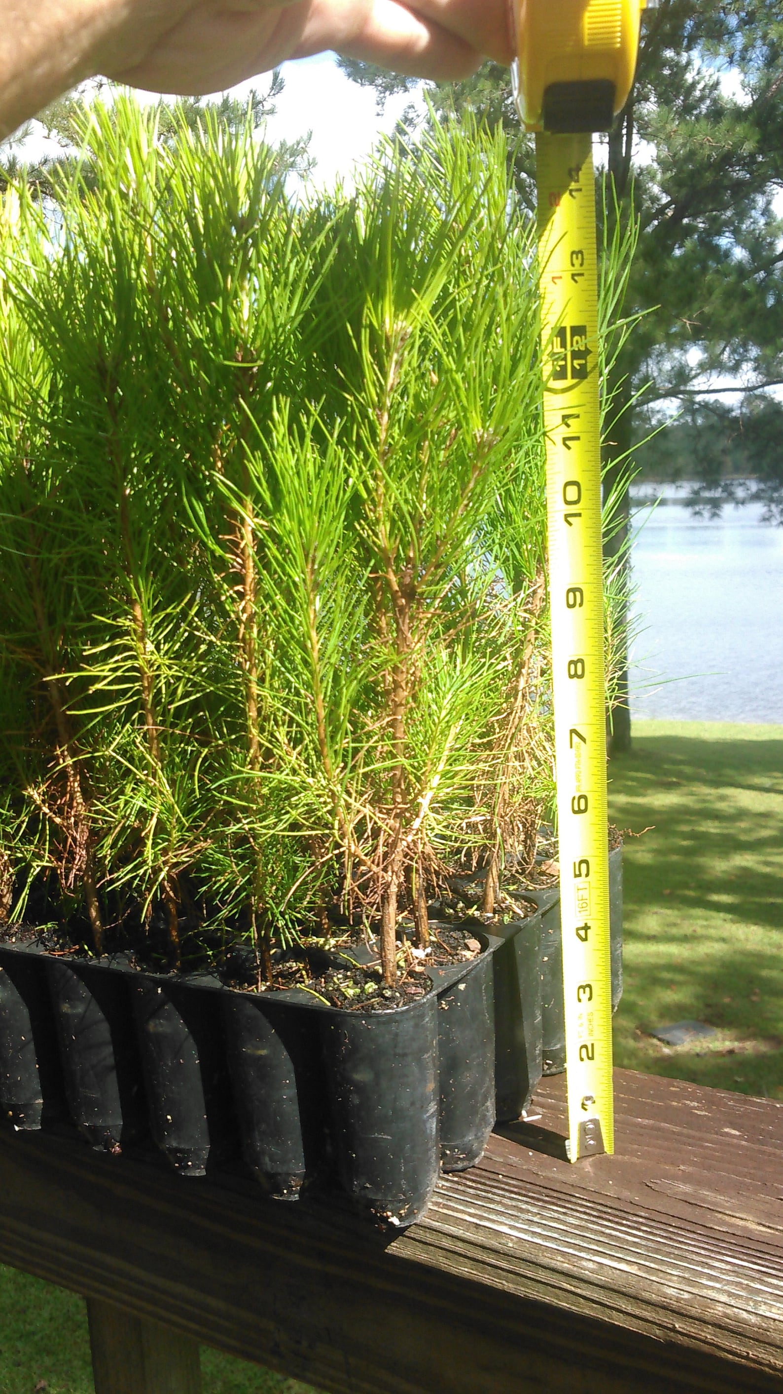 40 Loblolly Pine Tree Seedling Plugs16 inches tall/fast Etsy
