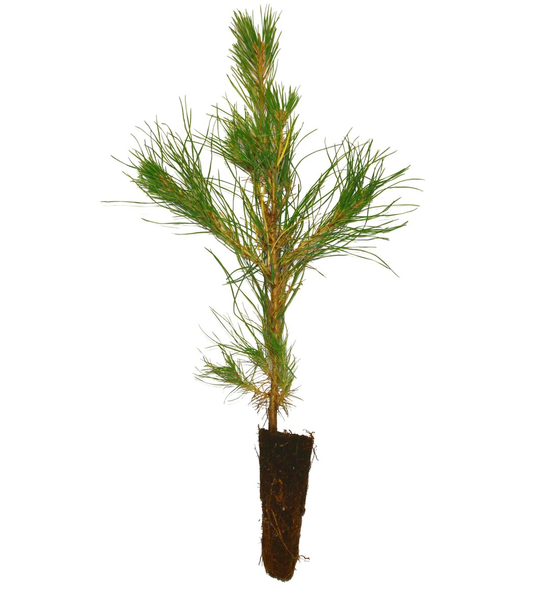 Internal Tree Plug 10 Loblolly Pine Seedling Plugs 10 Tree Protectors 1 Auger - Etsy