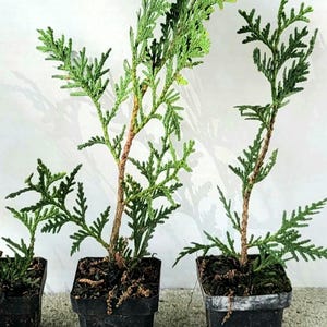 Thuja Seedlings - Etsy