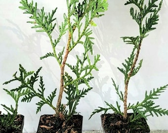 wie wurzeln thujas lebensbaum-thuja-occidentalis-brabant-mit-wurzelballen-140-160-cm