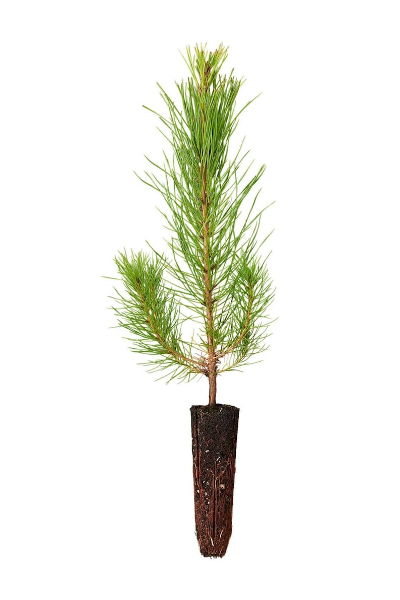 150 Loblolly Pine Tree Seedling Plugs-16 inches tall/fast growing/easy to plant image 1