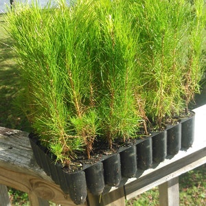 150 Loblolly Pine Tree Seedling Plugs-16 inches tall/fast growing/easy to plant image 3