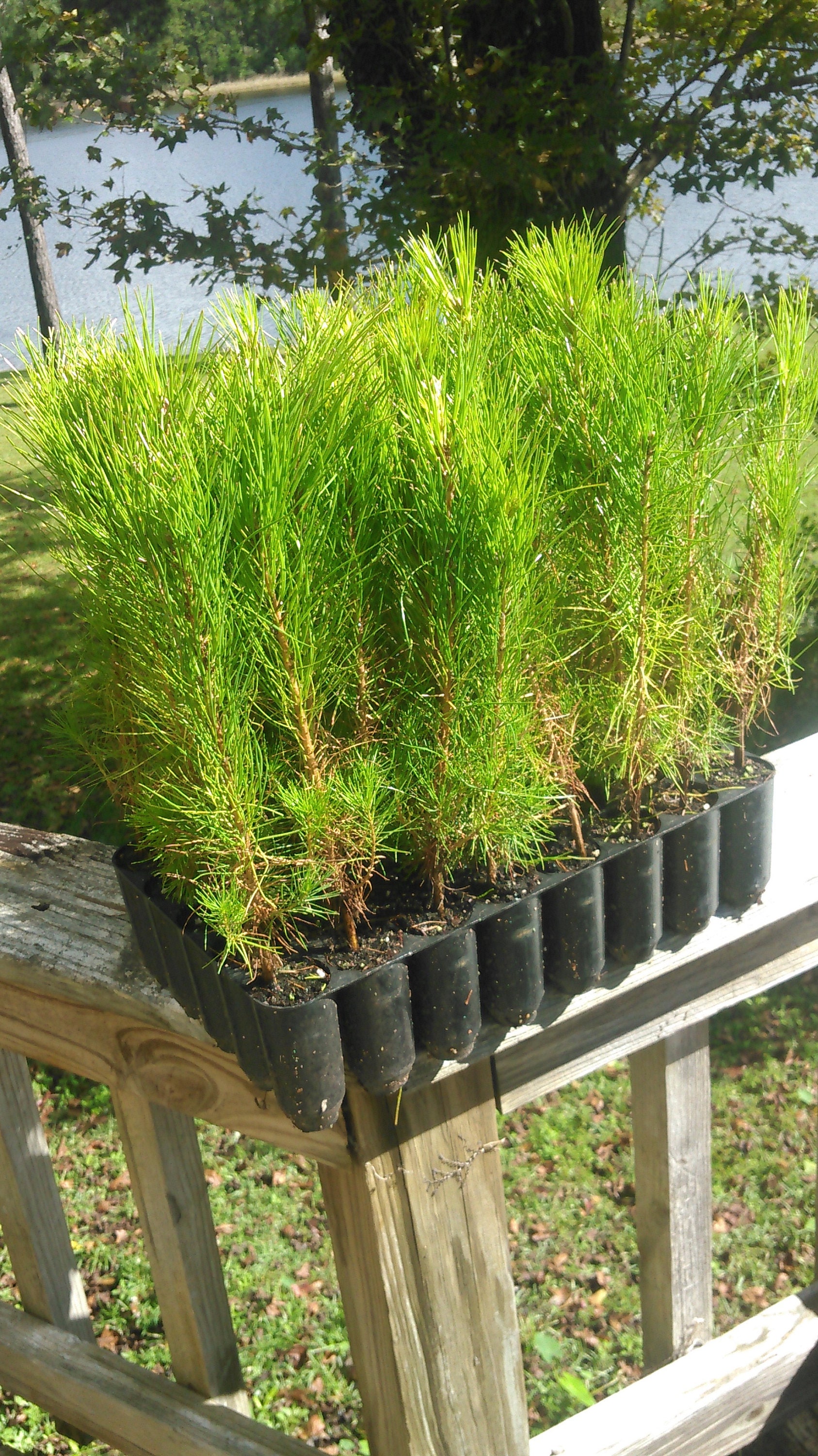 200 Loblolly Pine Tree Seedling Plugs16 Inches Tall/fast Etsy