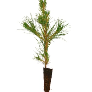 May include: A small green pine tree seedling in a brown soil container. The tree has several branches with green needles.
