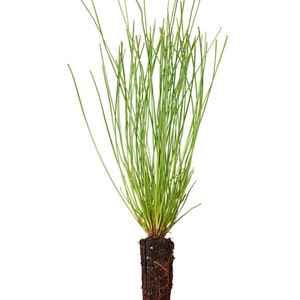May include: A small green plant with long, thin leaves growing in a brown pot with roots visible.