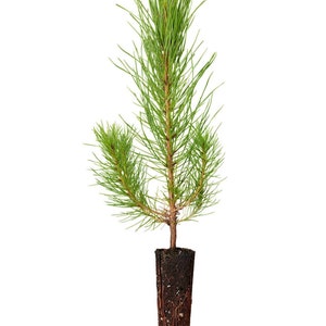 May include: A small pine tree seedling with green needles and a brown root ball in a protective container.