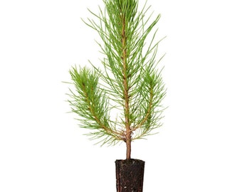 40 Pine Tree Seedlings Plugs Loblolly fast growing easy planting