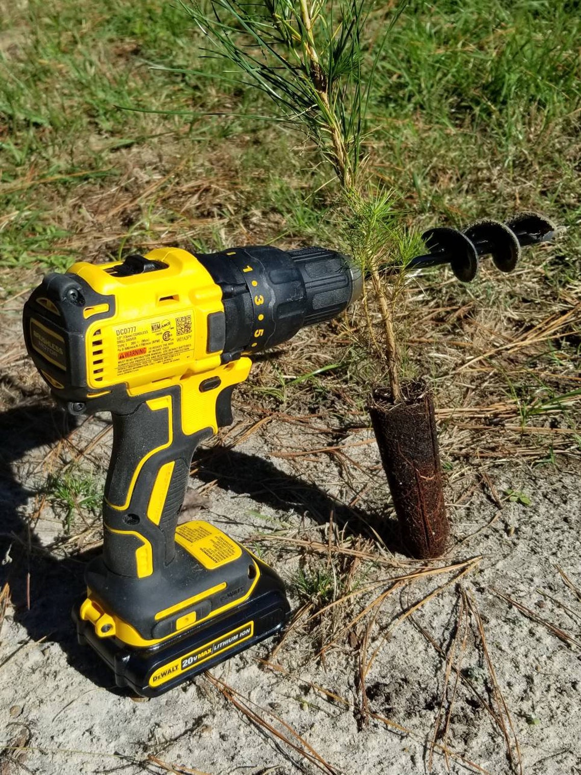 50 Loblolly Pine Tree Seedling Plugs16 inches tall/fast Etsy