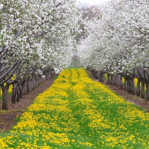 Lente boomgaard bloeit apple bomen bloemen foto fotografie fotokunst aan de muur